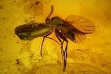 Detailed Fossil Caddisfly and Three Flies in Baltic Amber #142214-3